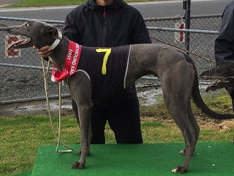 Beaumont is the 2017 18 Waikato Greyhound of the Year NZ